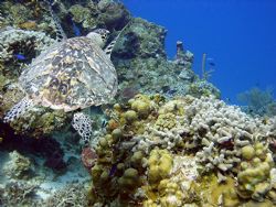 Taken on Yucab reef 2005 by Alan Manning 